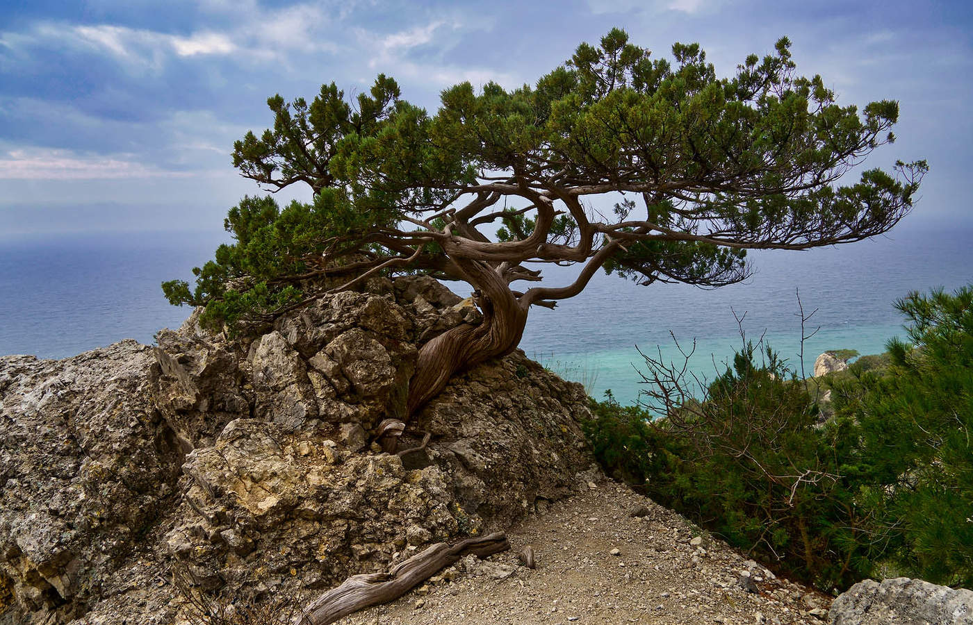 Можжевельник