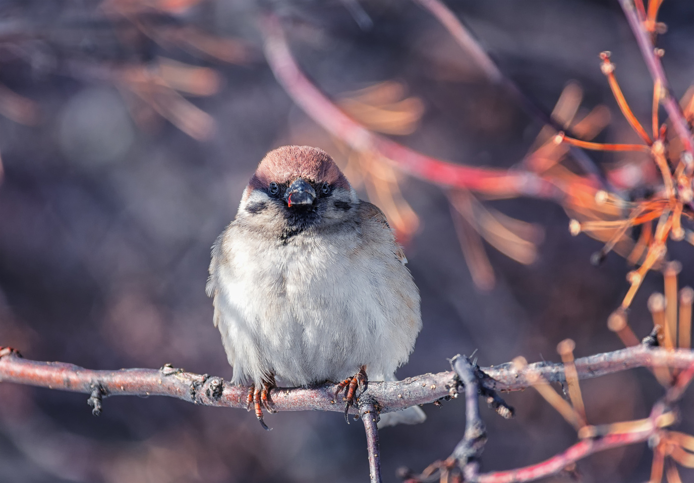 послеобеденный перерыв..