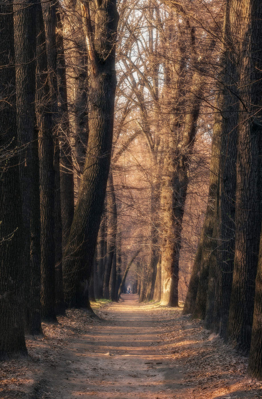Люблю аллеи я. Любых цветов, в любое время года...