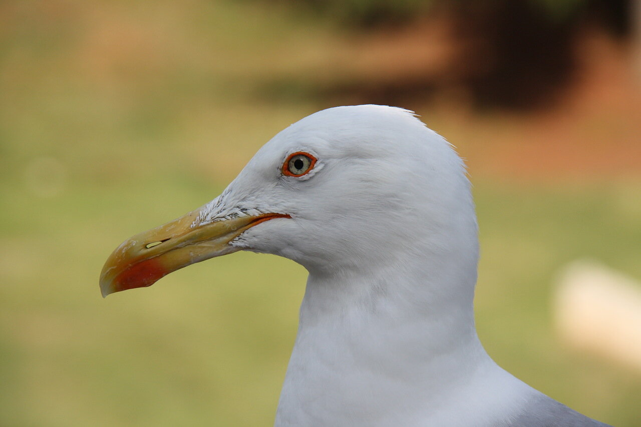 Портрет в профиль