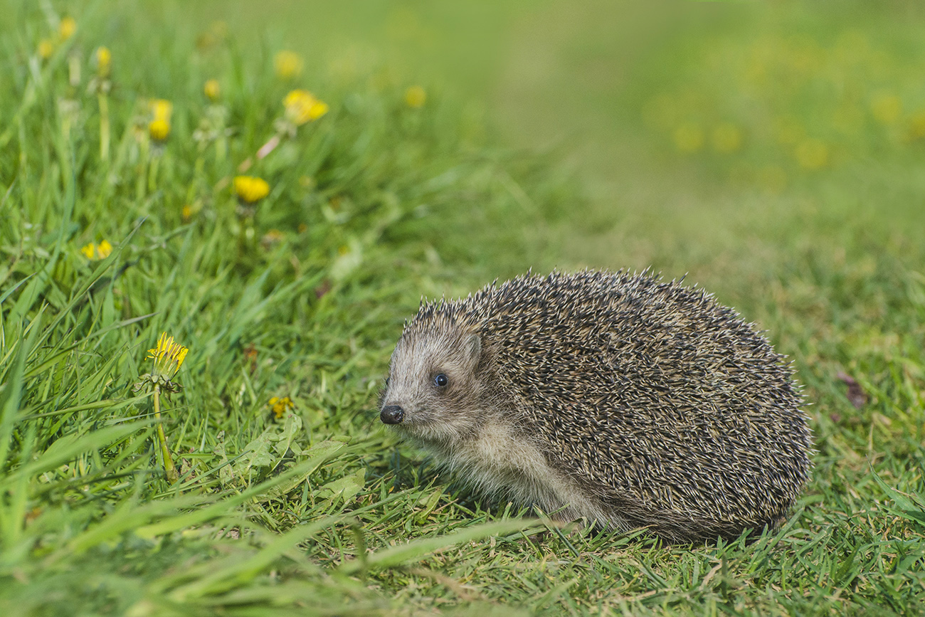 У придорожных одуванчиков