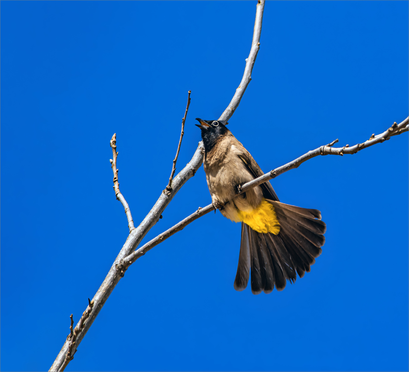 Весенняя песня бюльбюль