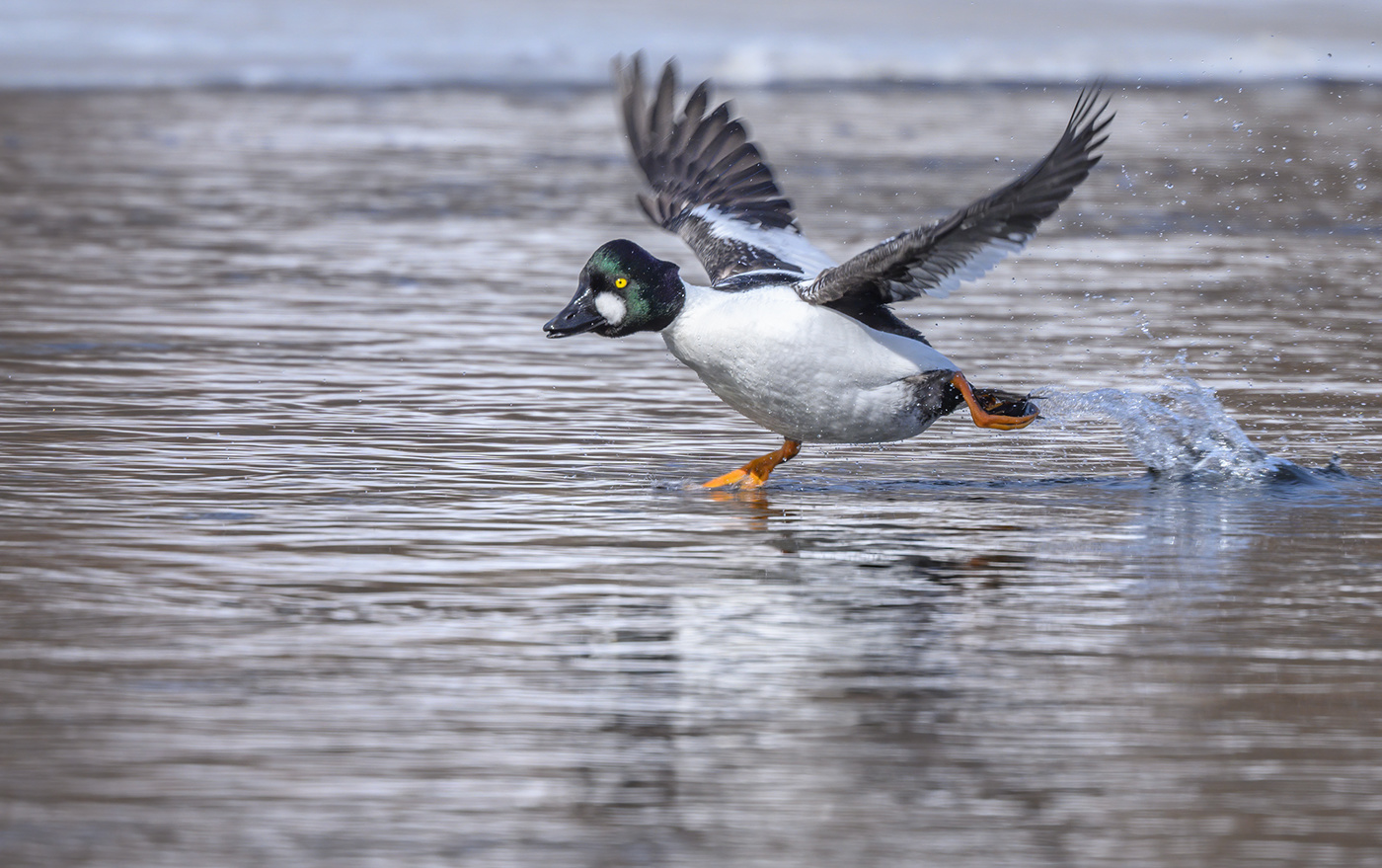 Common Goldeneye (male)