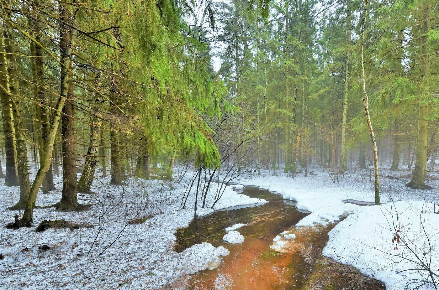 "Мурлычет ручьями проснувшийся март ..."
