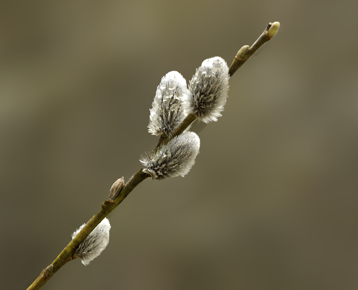 С первым апреля!