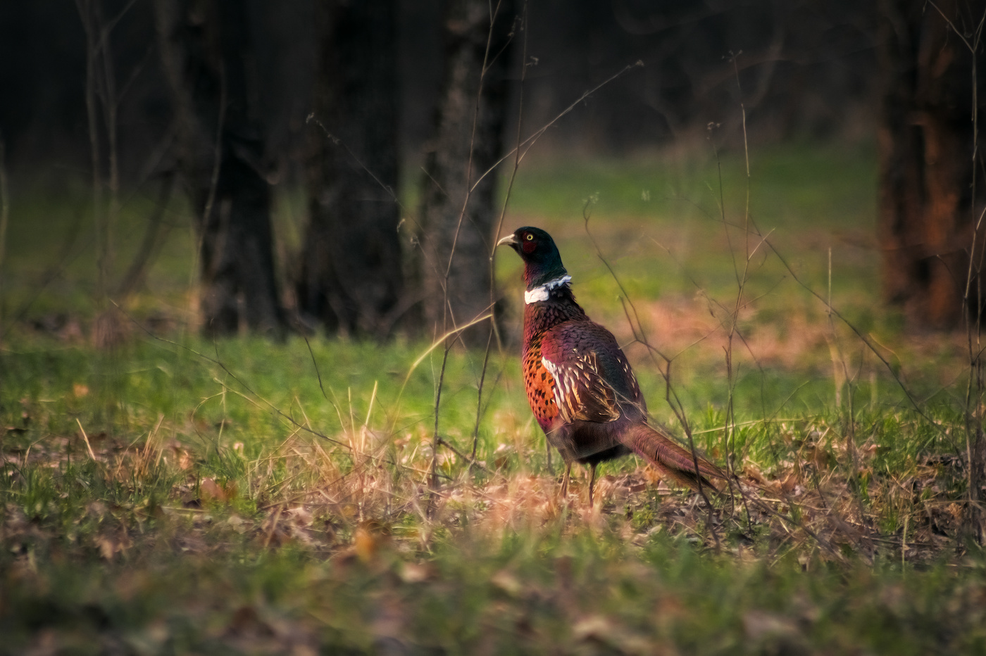 ...и фазан желает знать, где сидит охотник!