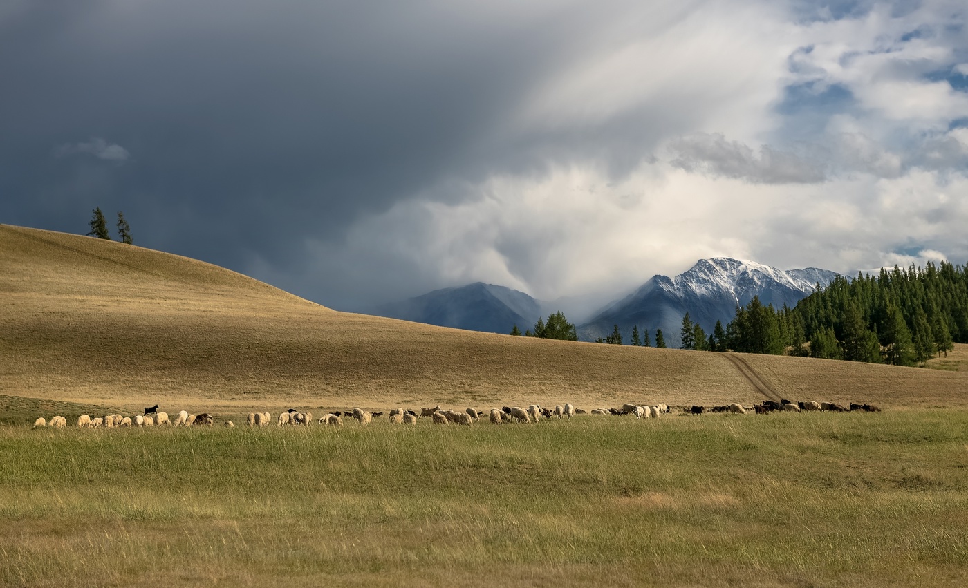 Алтайская пастораль