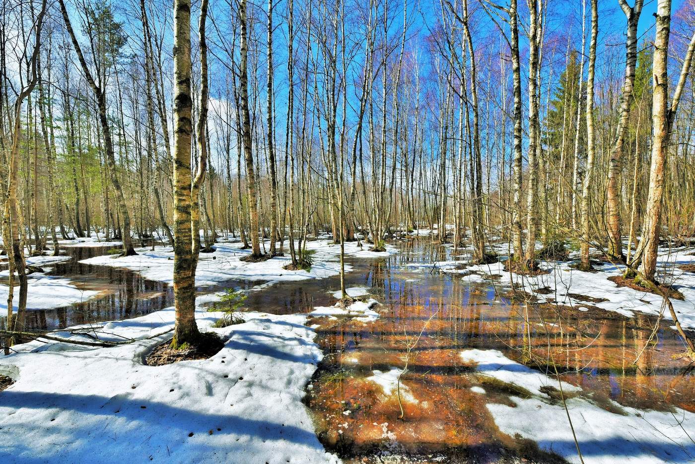"Устав от постылой немилости дней, прогнал зиму март - Бонапарт ..."