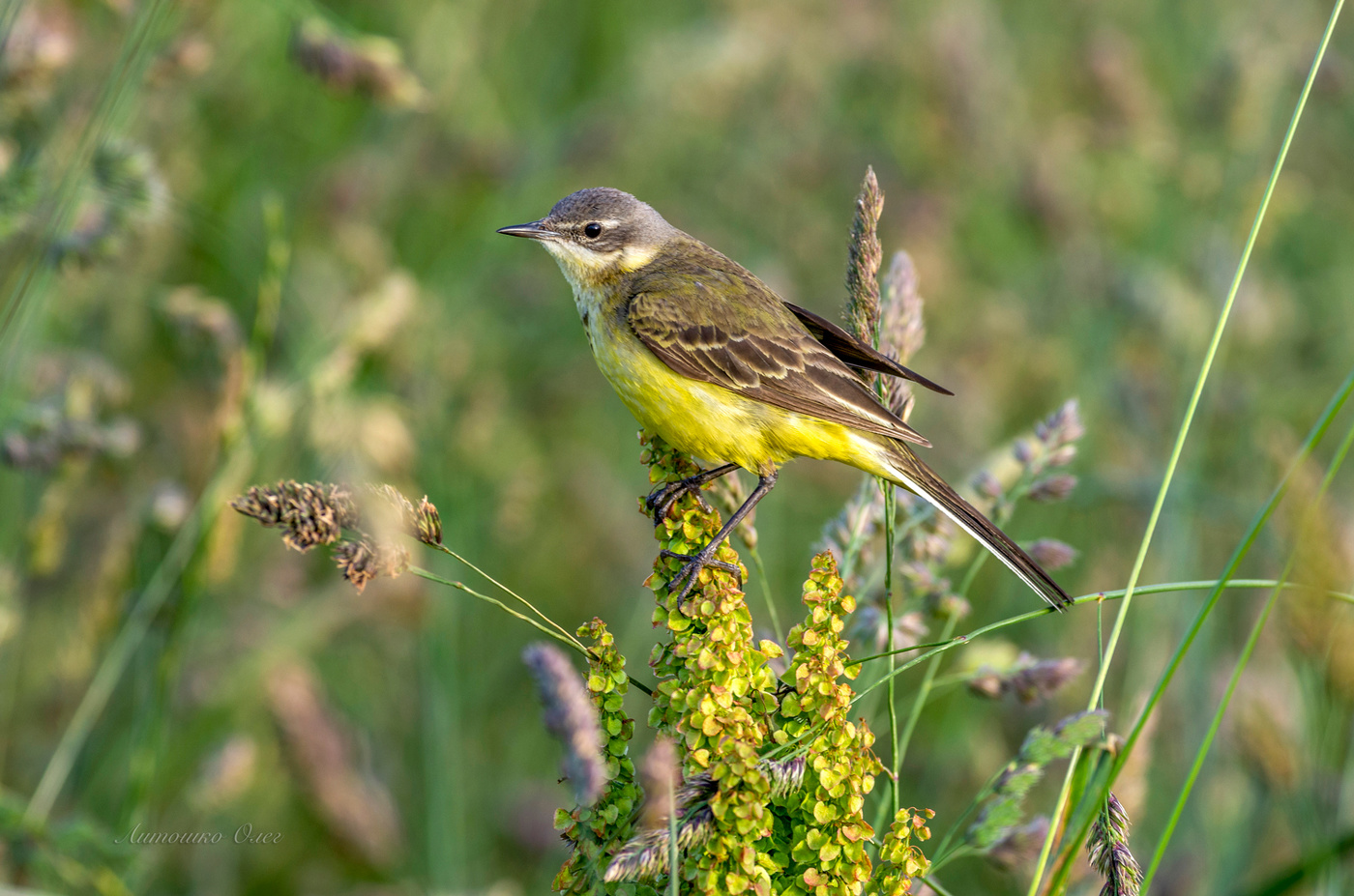 Трясогузка жёлтая. ♁