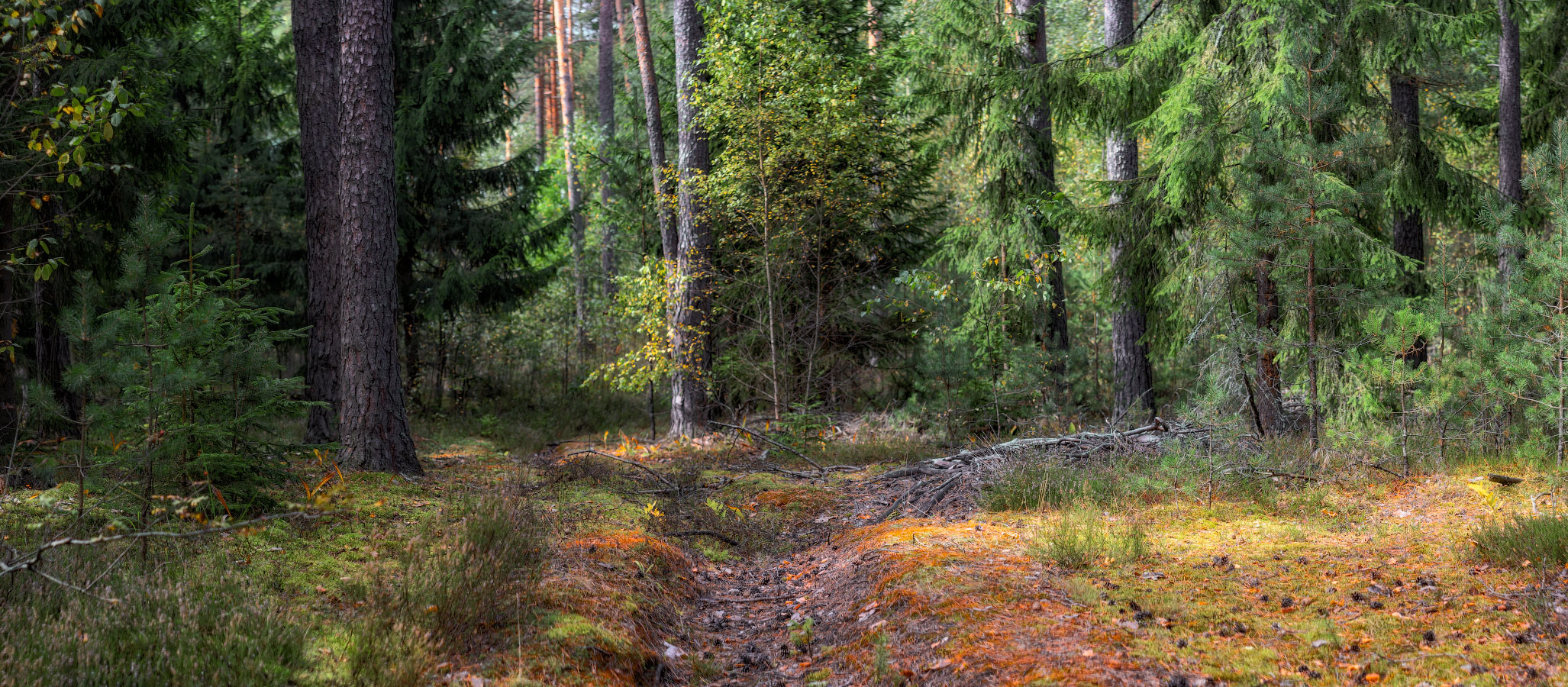 Лесная панорама