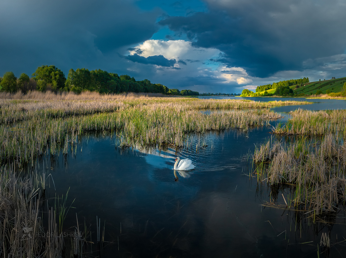 Лебедь в грозу