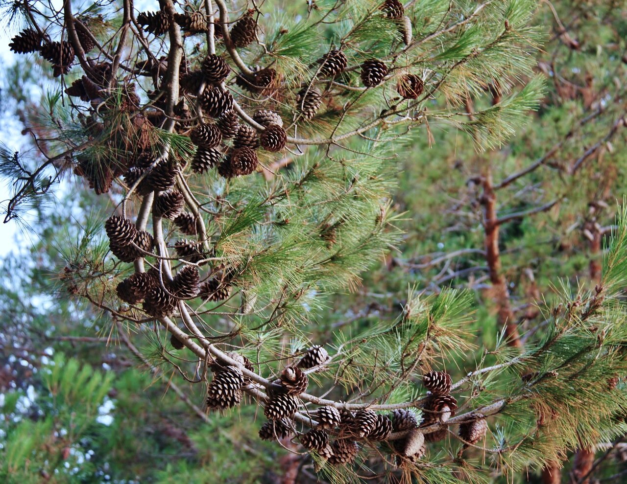 Лесное ожерелье