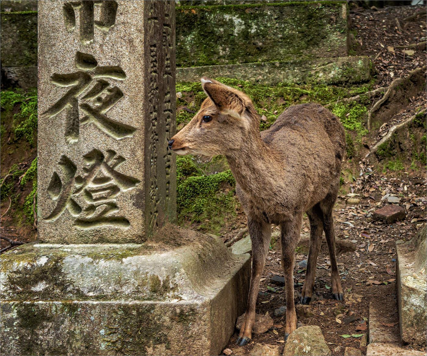 Олененок в Наре