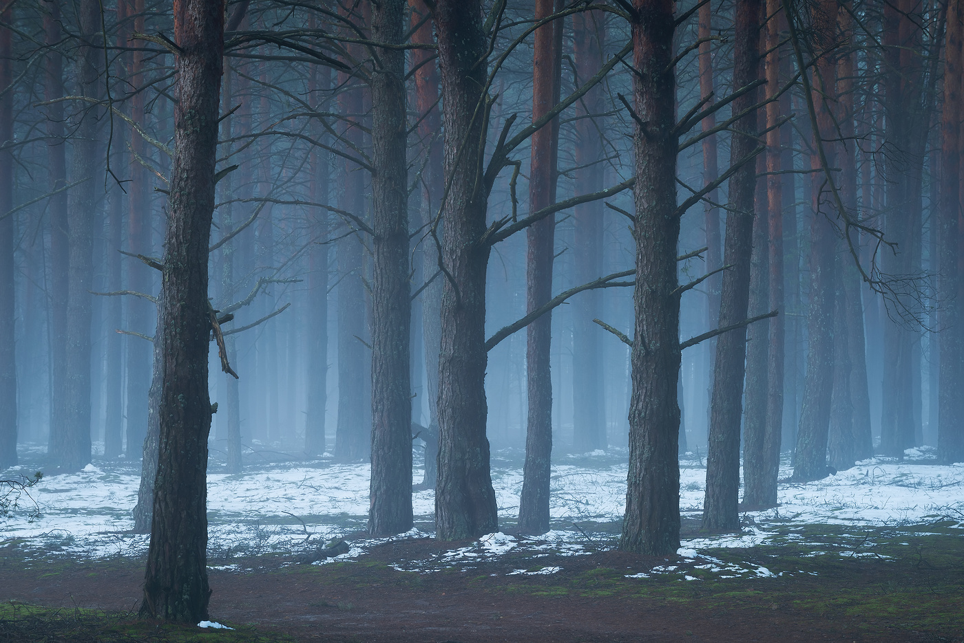 В лесу апрель