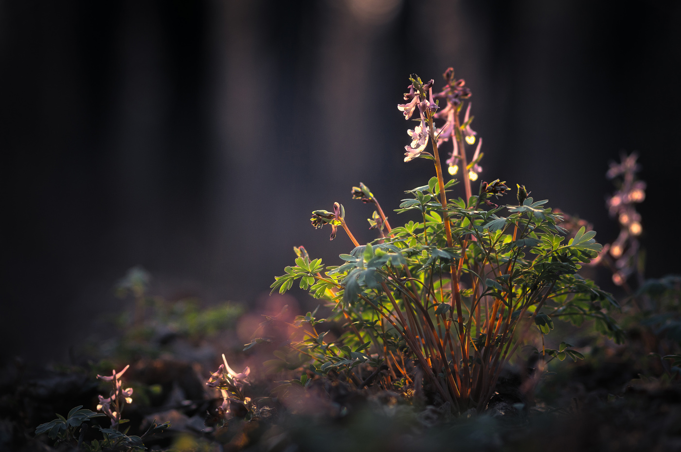 Где-то в лесу, жизнь тянется к свету...