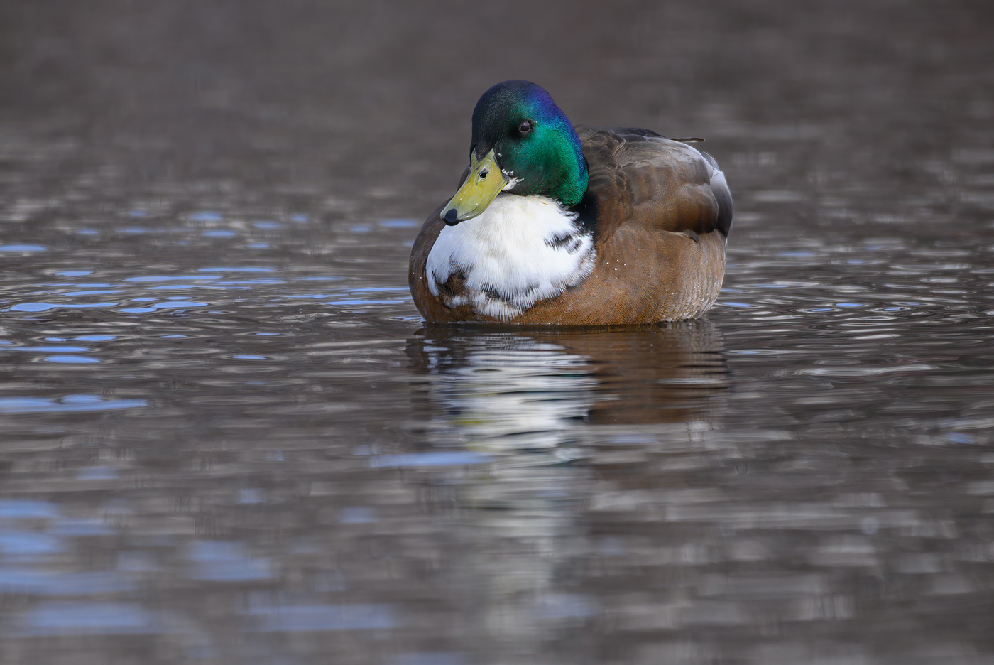 Domestic or Manky Mallard (hybrid)