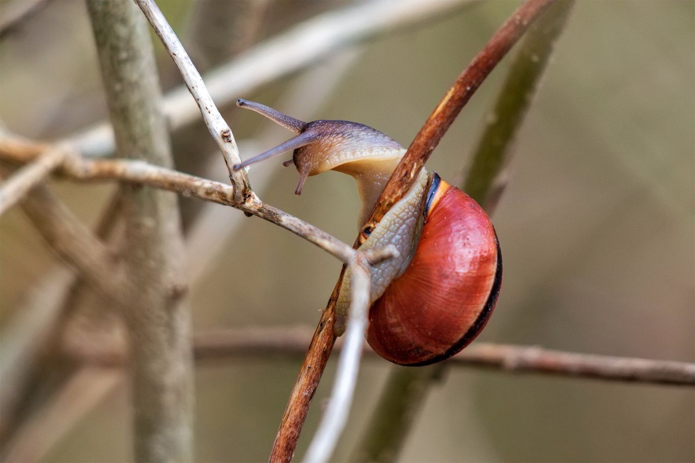 Улитки проснулись.