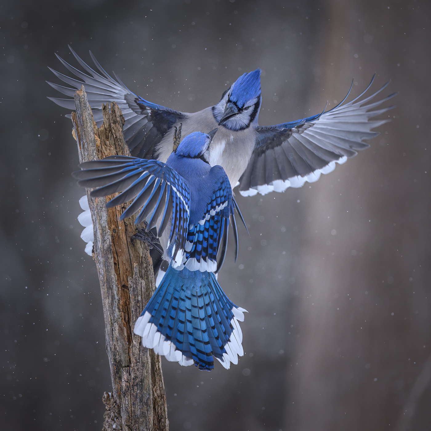 Blue Jay
