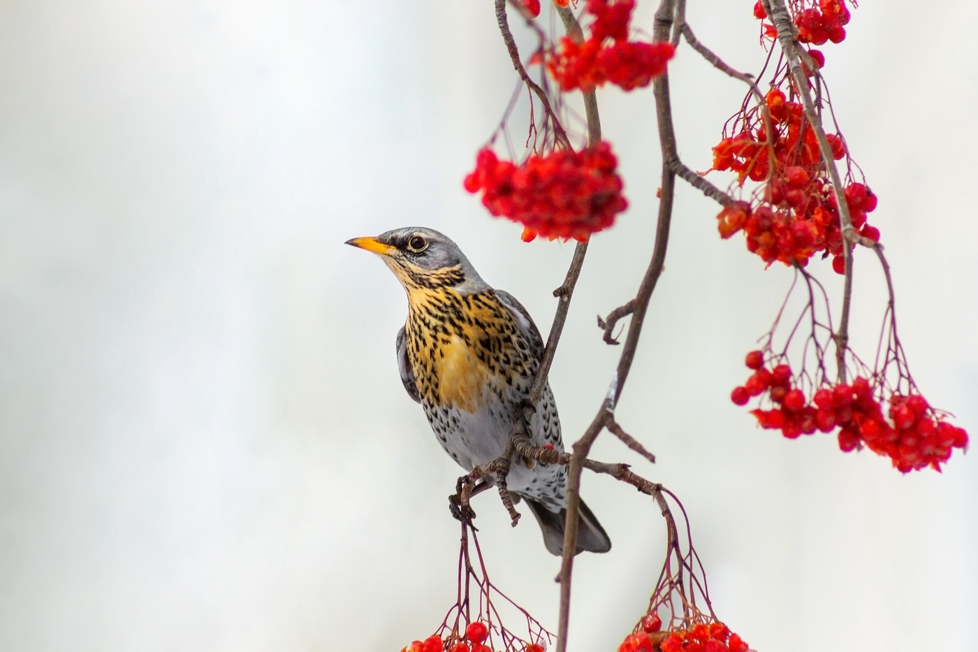 Дрозд-рябинник