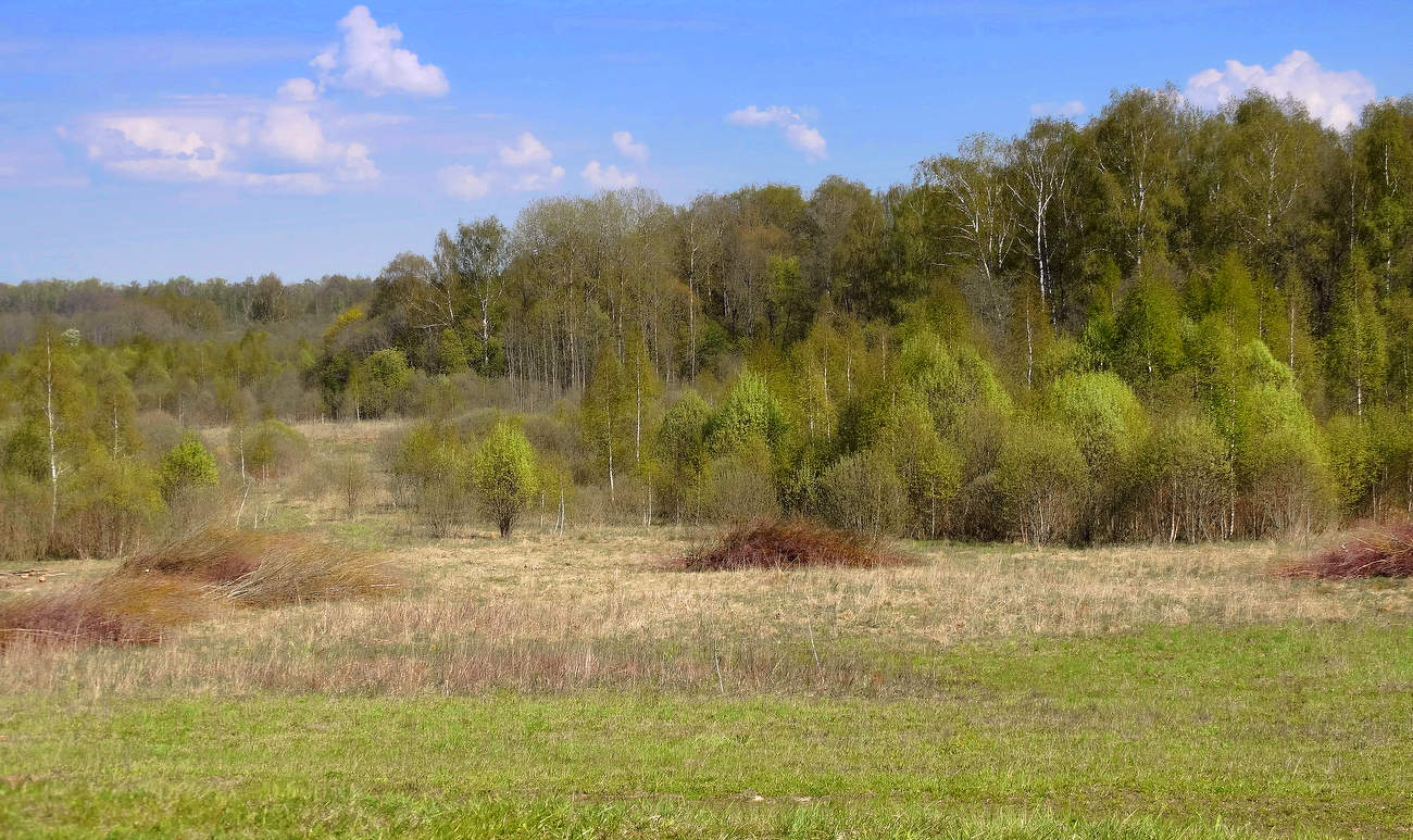 Апрель озеленил природу