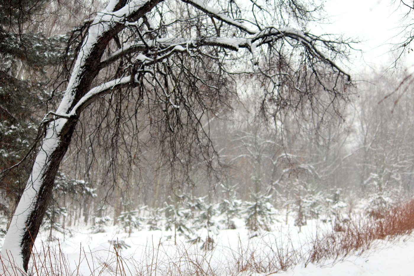 В зимнем парке.