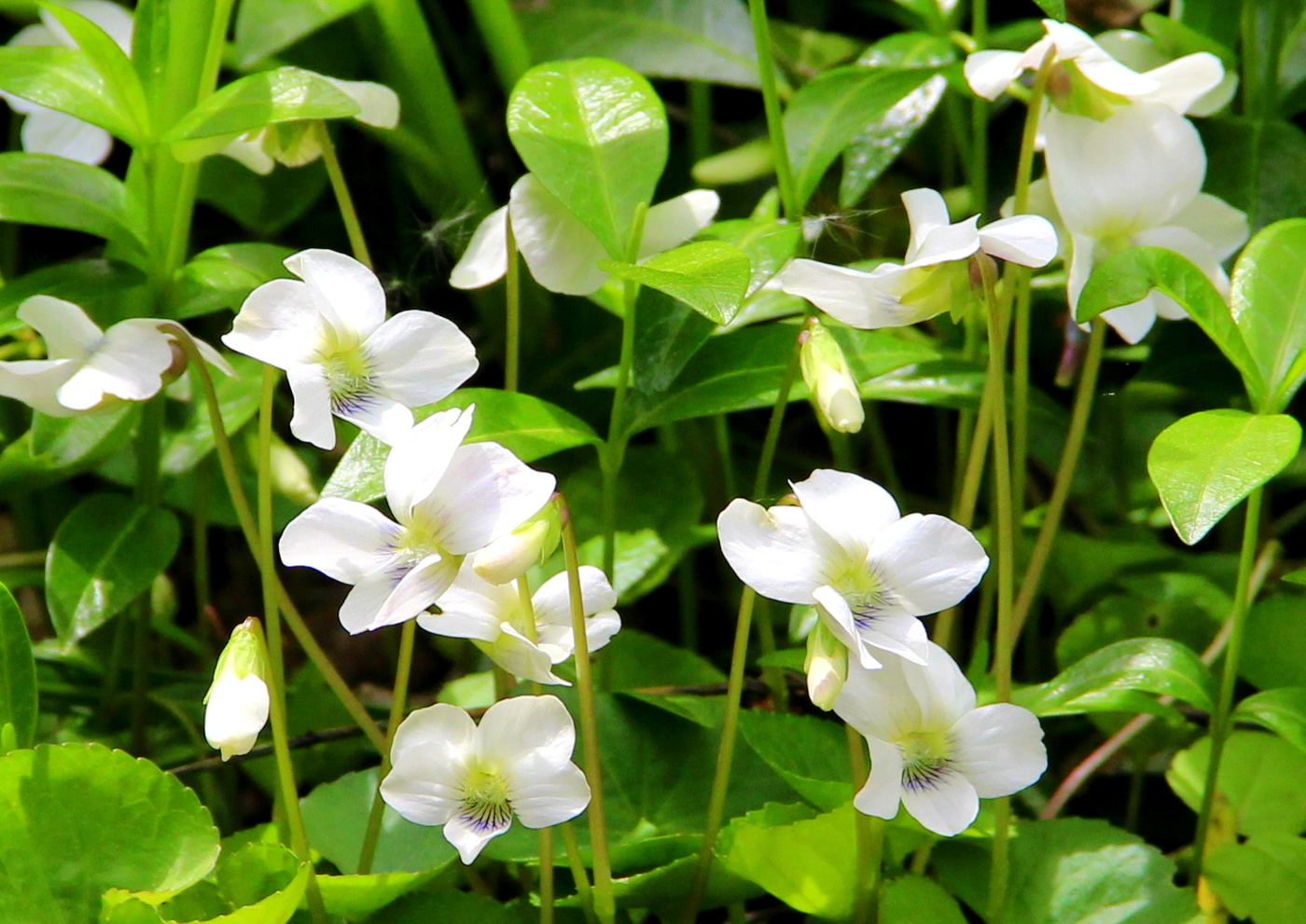 Фиалка весенняя.