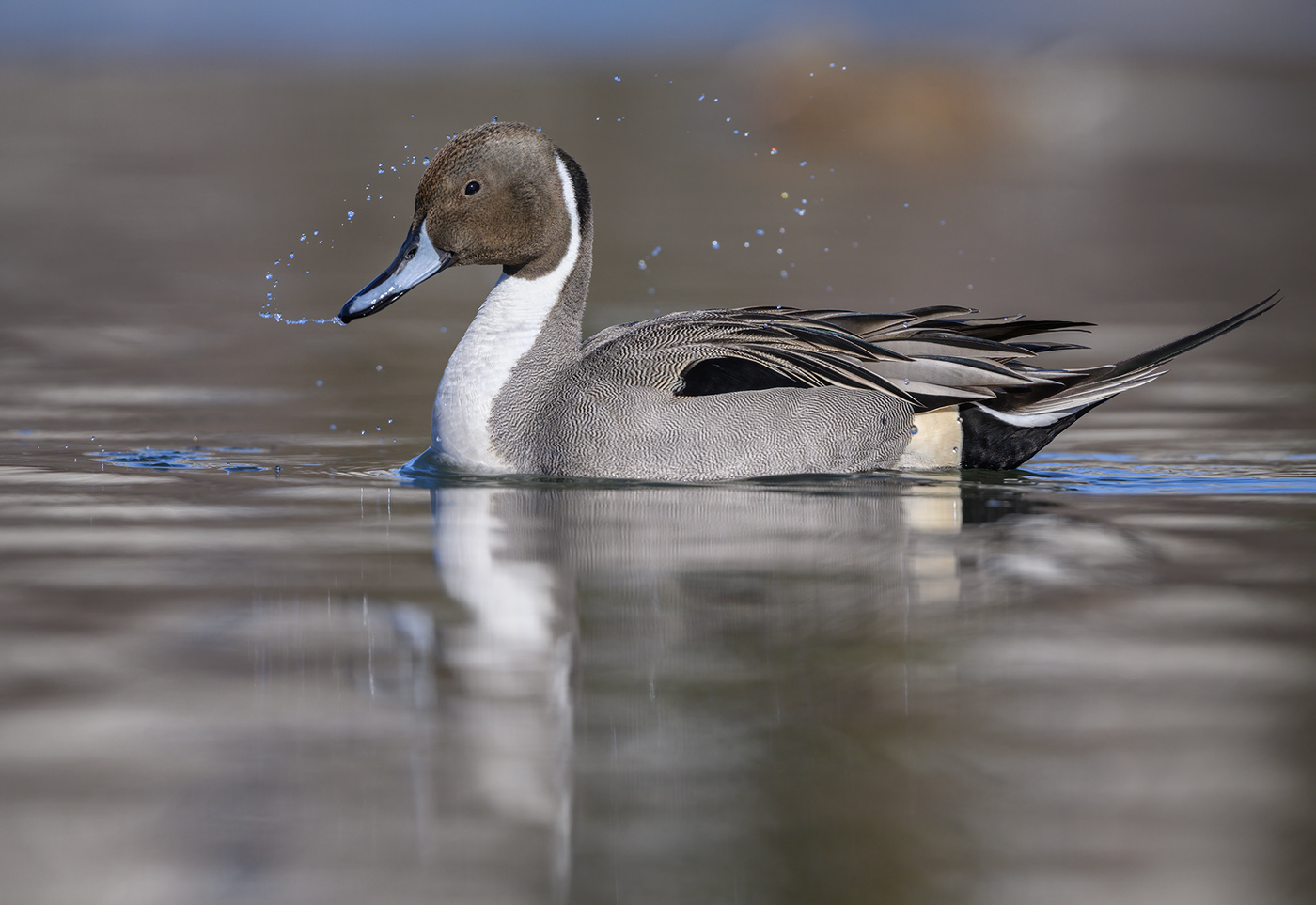 Northern pintail (male)