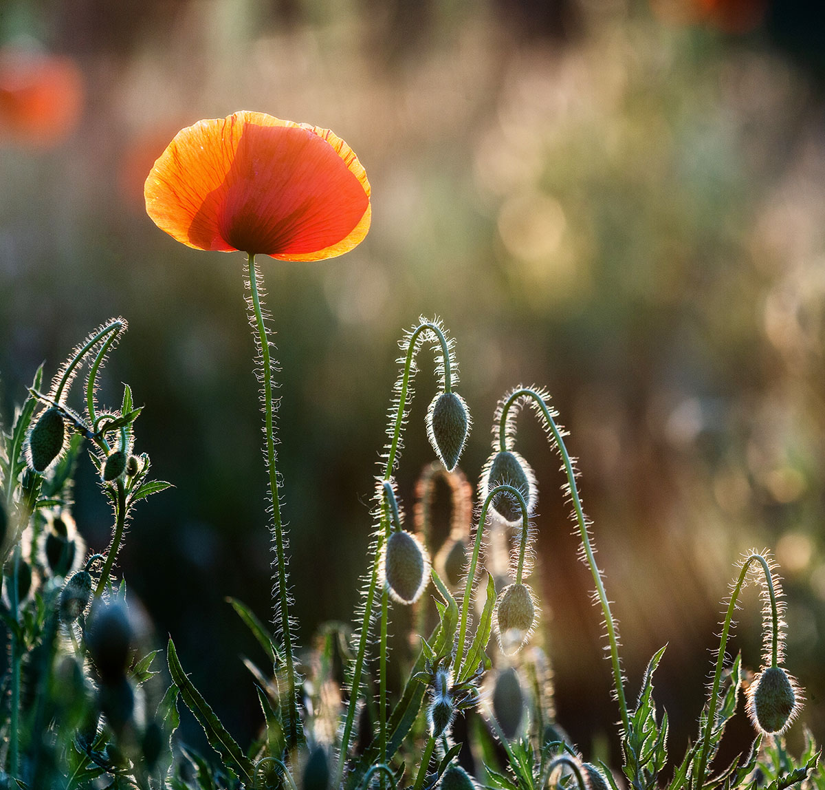 Майские грёзы