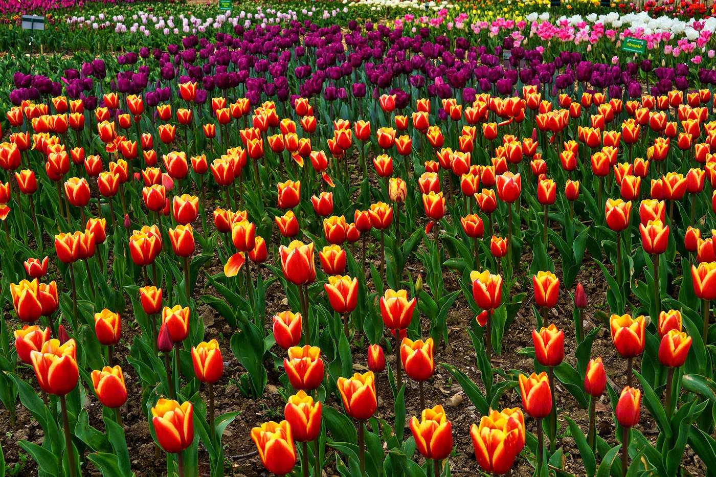 Парадный строй