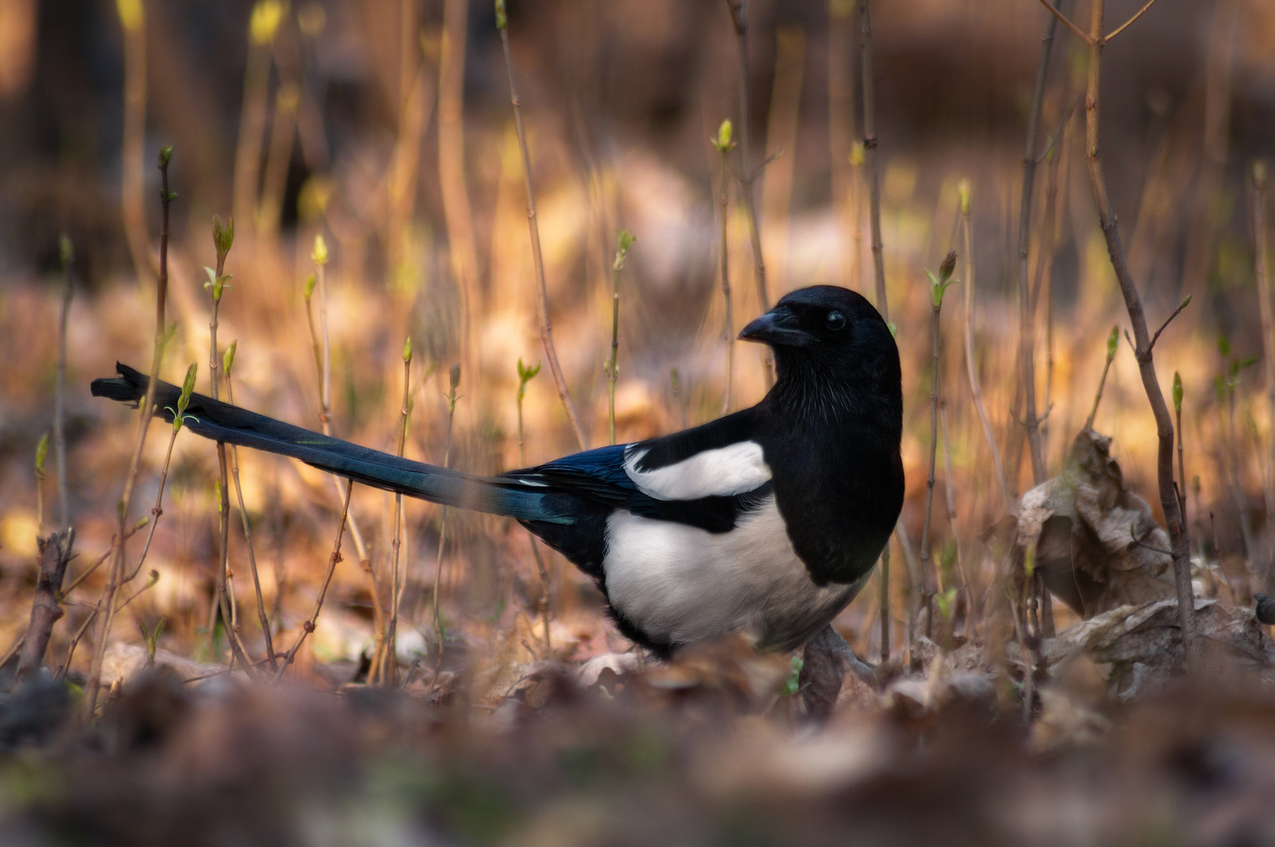 Сорока - птица говорливая, вертлява как бес, повернулась да в лес...