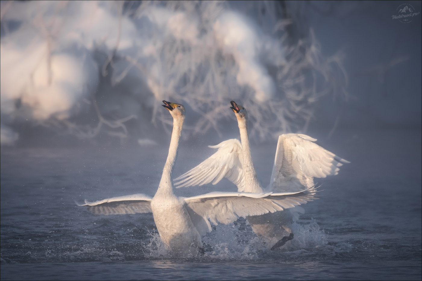 Лебединая песня