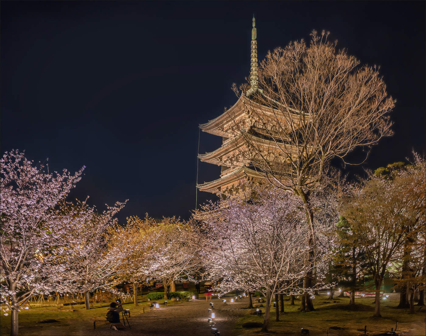 Когда цветет сакура