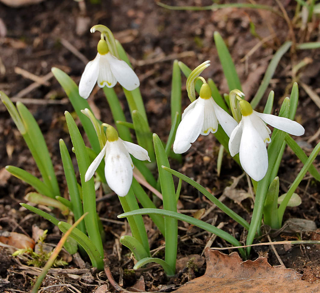 Подснежники