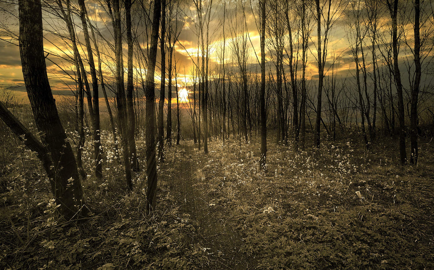 Весенний лес на закате.
