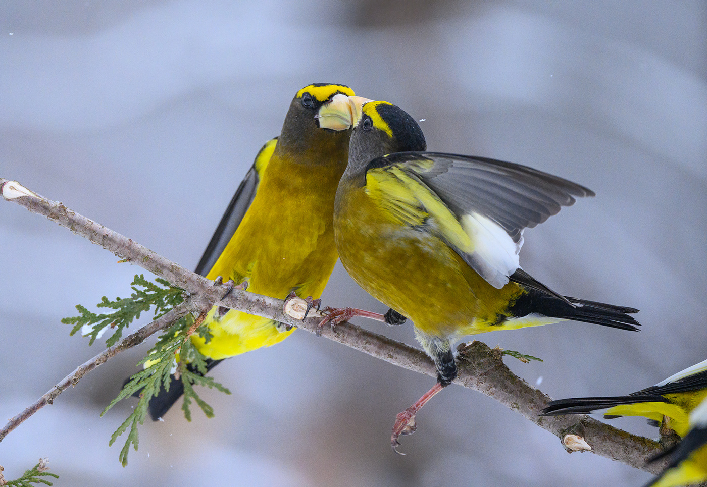 Evening grosbeak (male)
