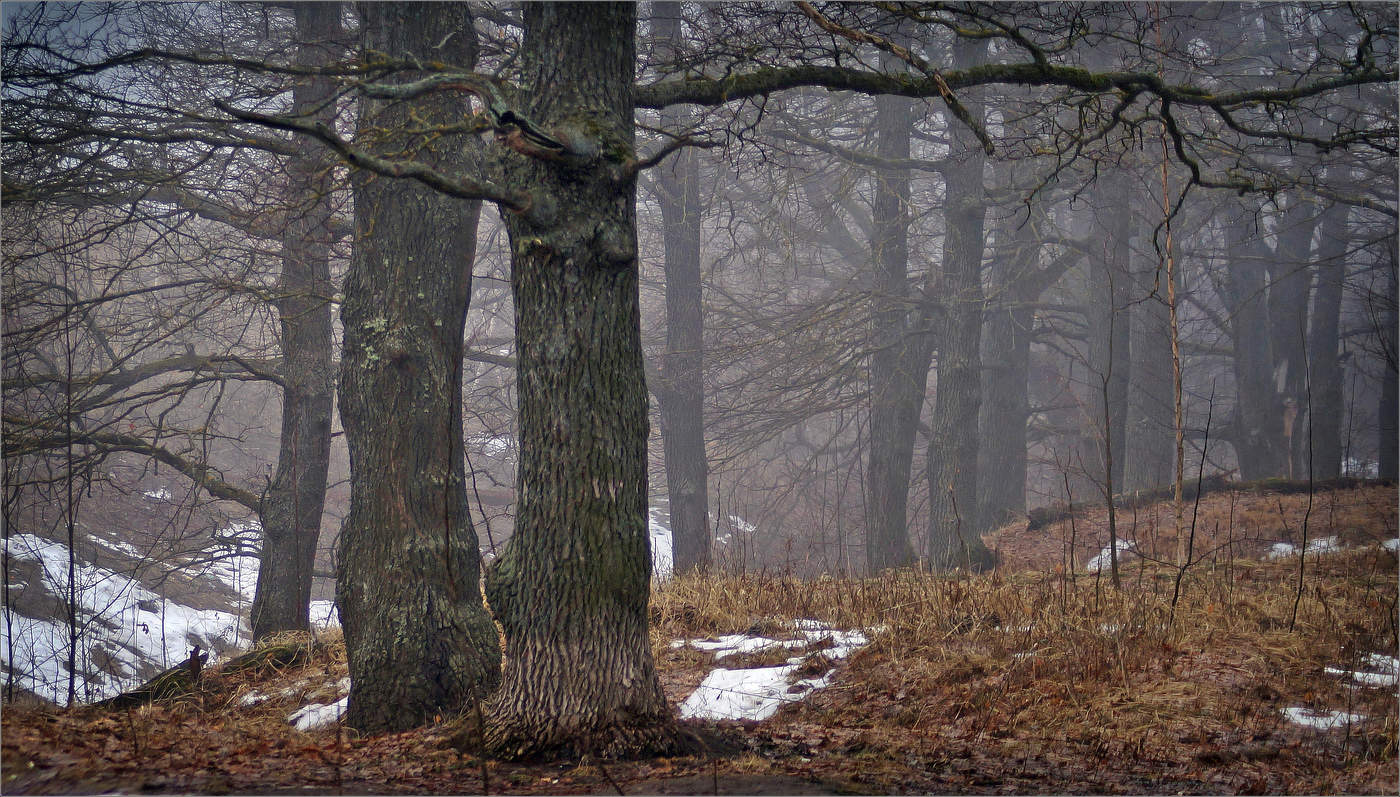 "А дубы - колдуны что-то шепчут ..."