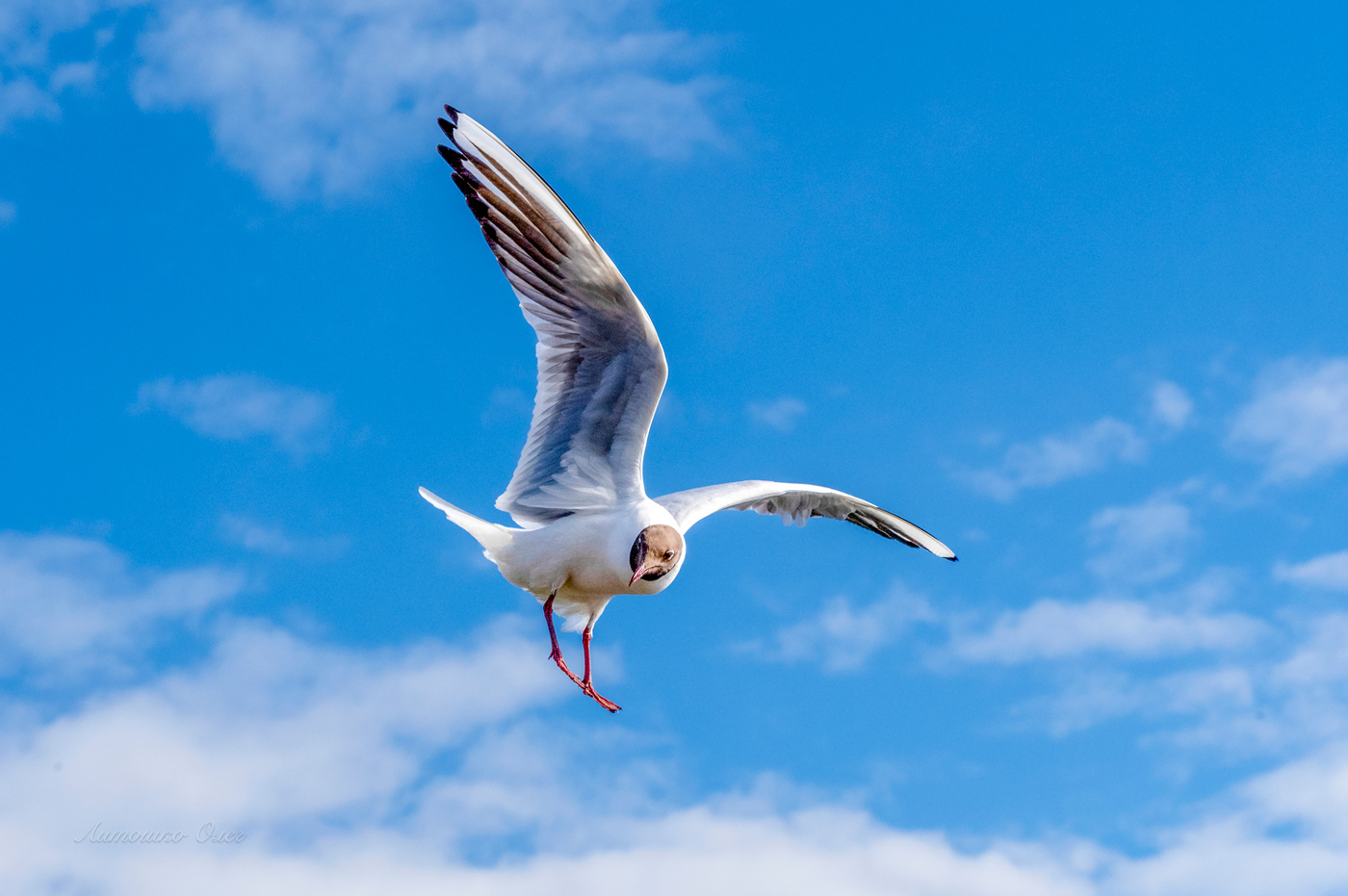 Чайка озёрная.