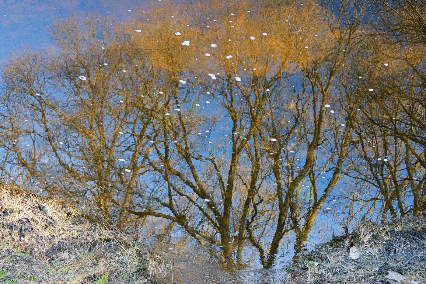 Весенние перевёртыши.