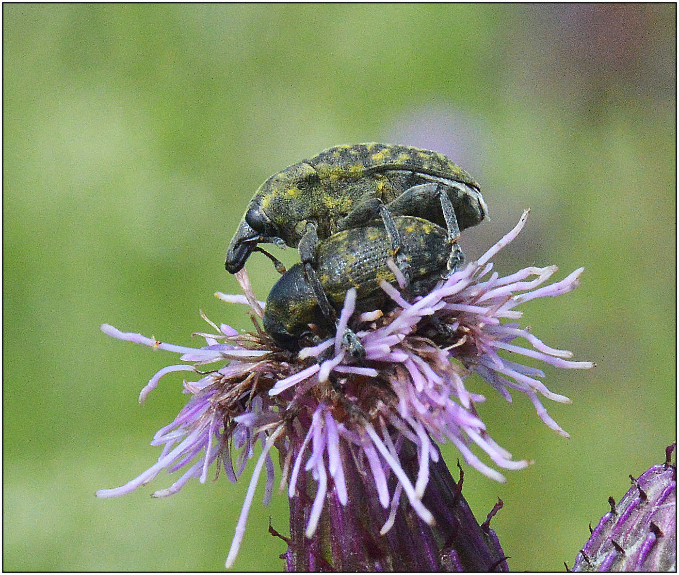 Давай бороться...