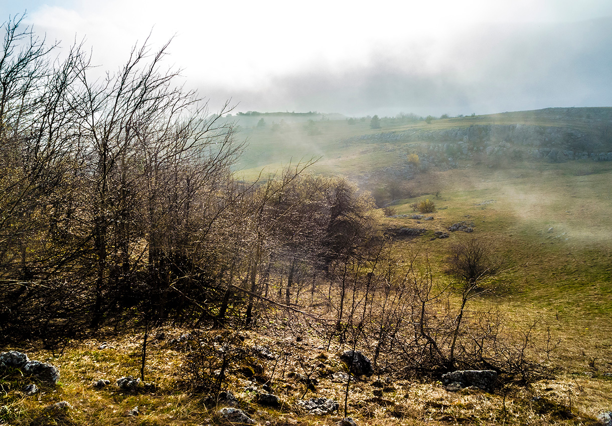 Утренняя роса