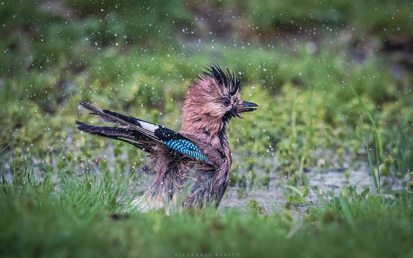 Банный день