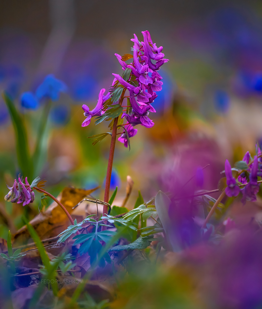 Цветёт хохлатка