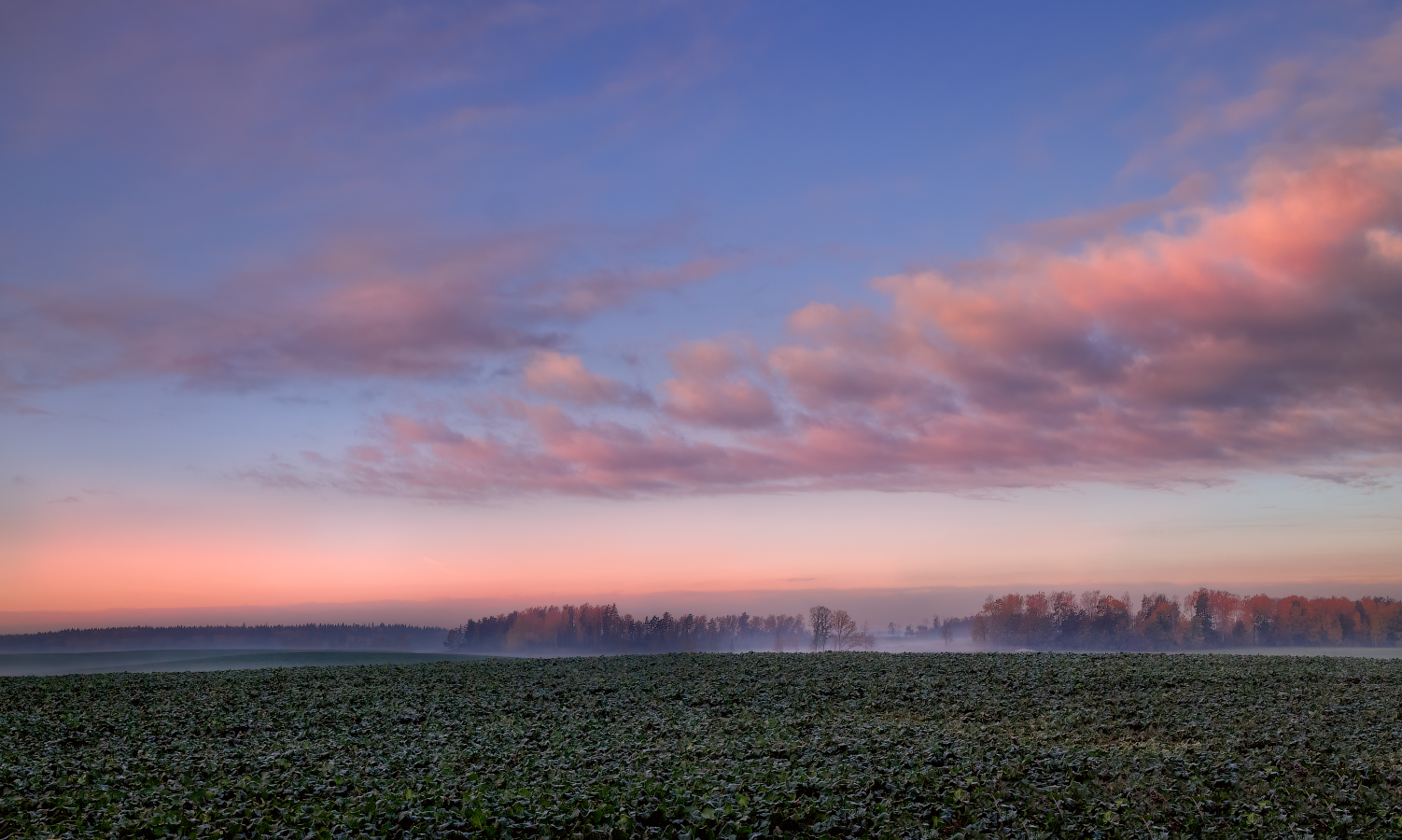 Про розовый рассвет