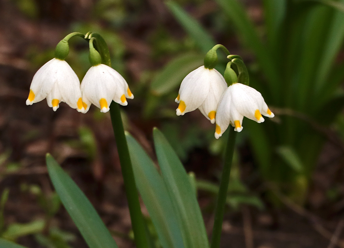 Вот такие абажурчики