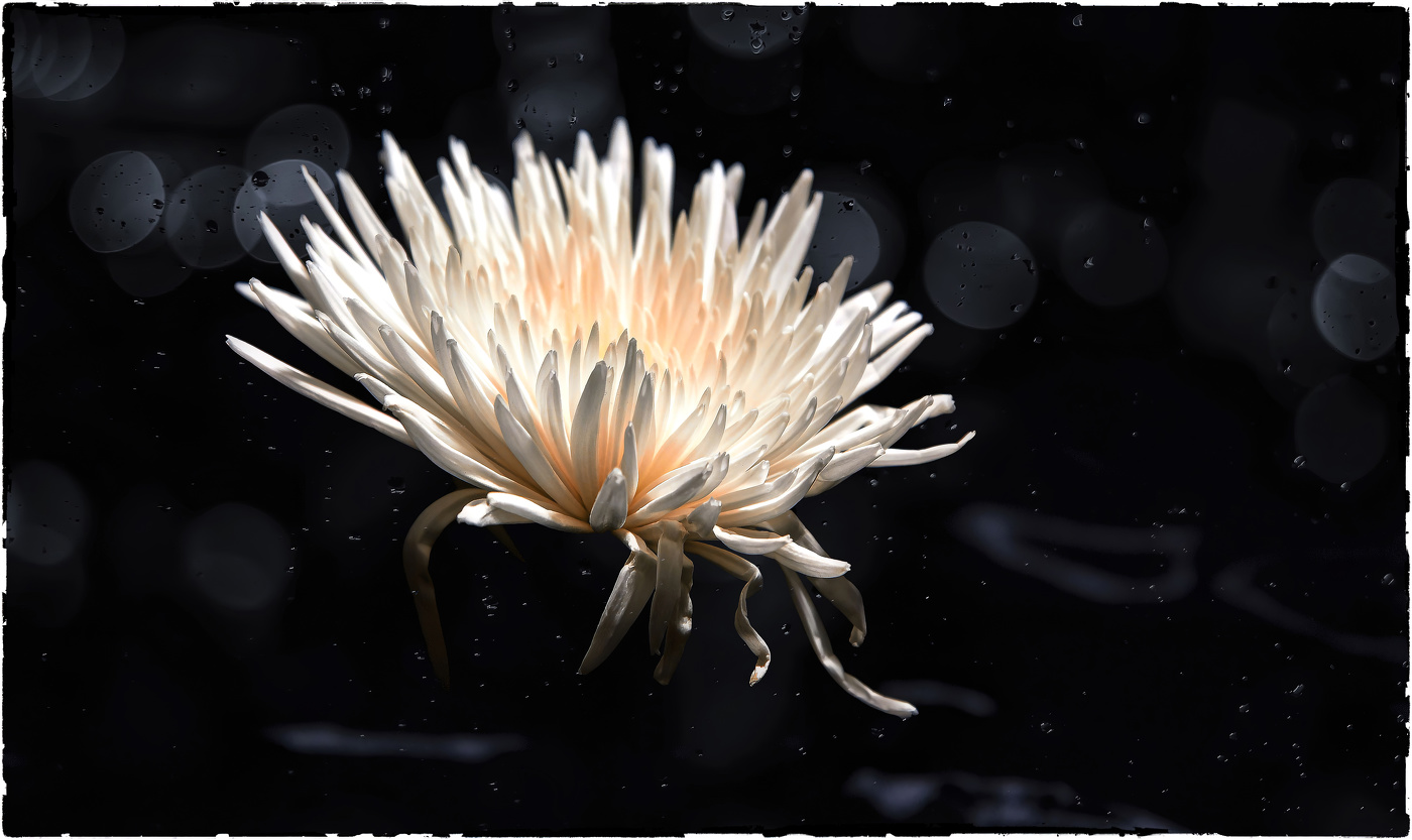 Хризантема.