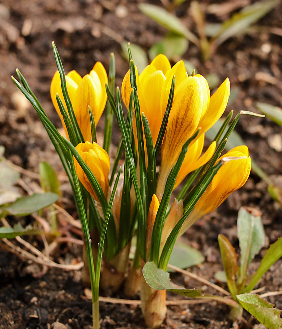 Апрельские крокусы