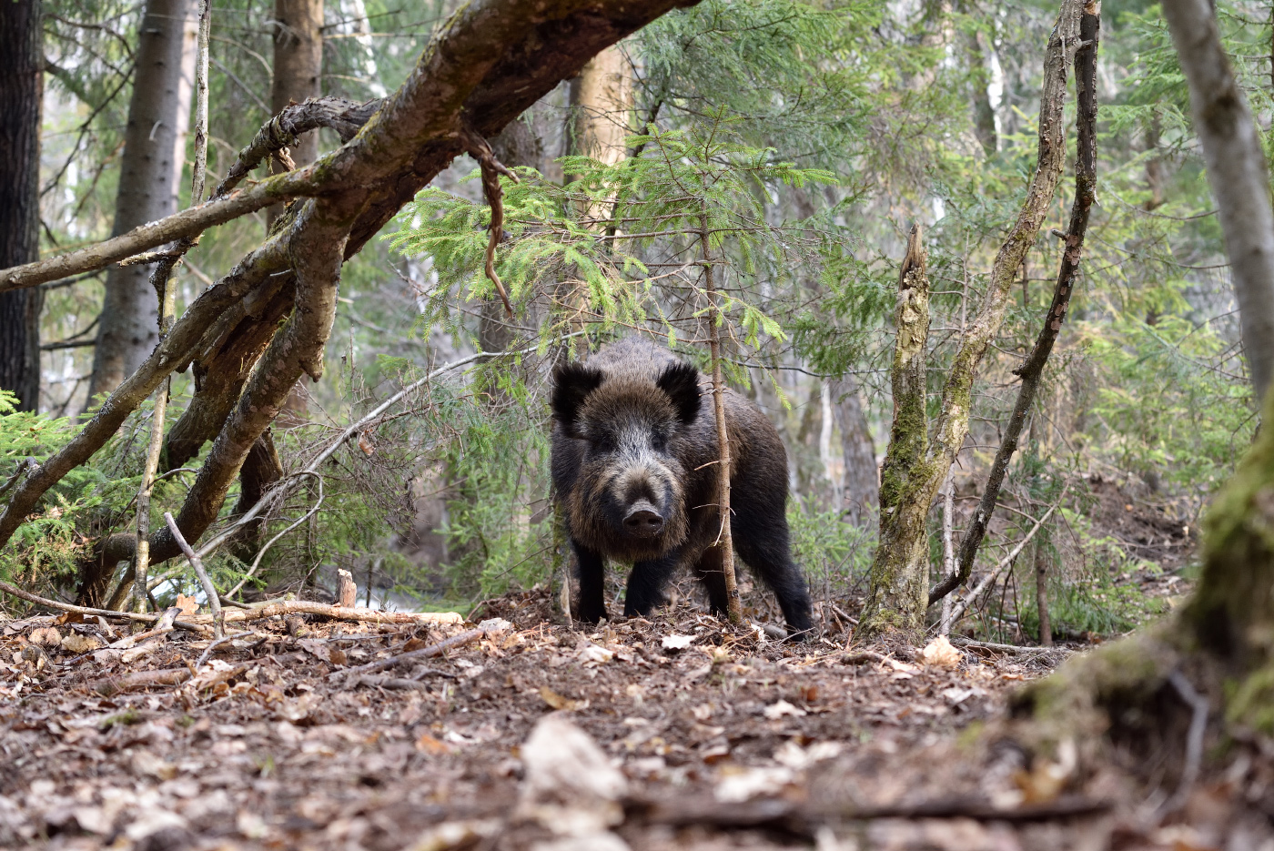 агрессивная особа