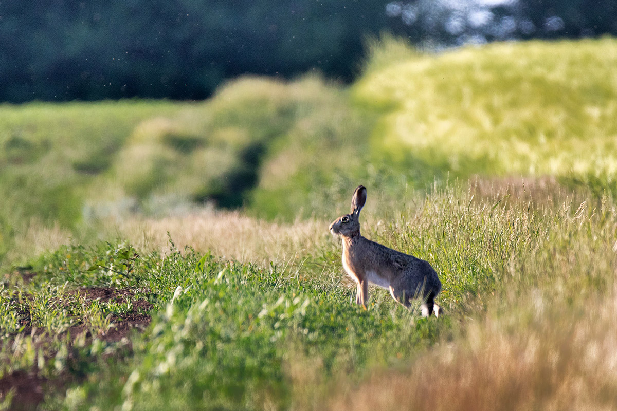 Не пора ли бежать...