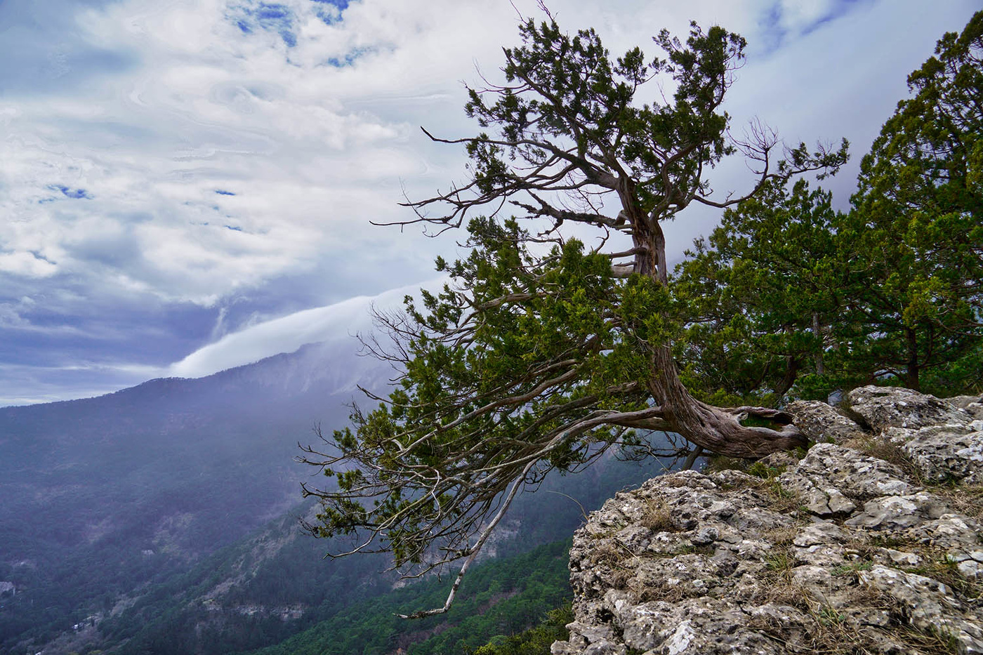 Можжевельник