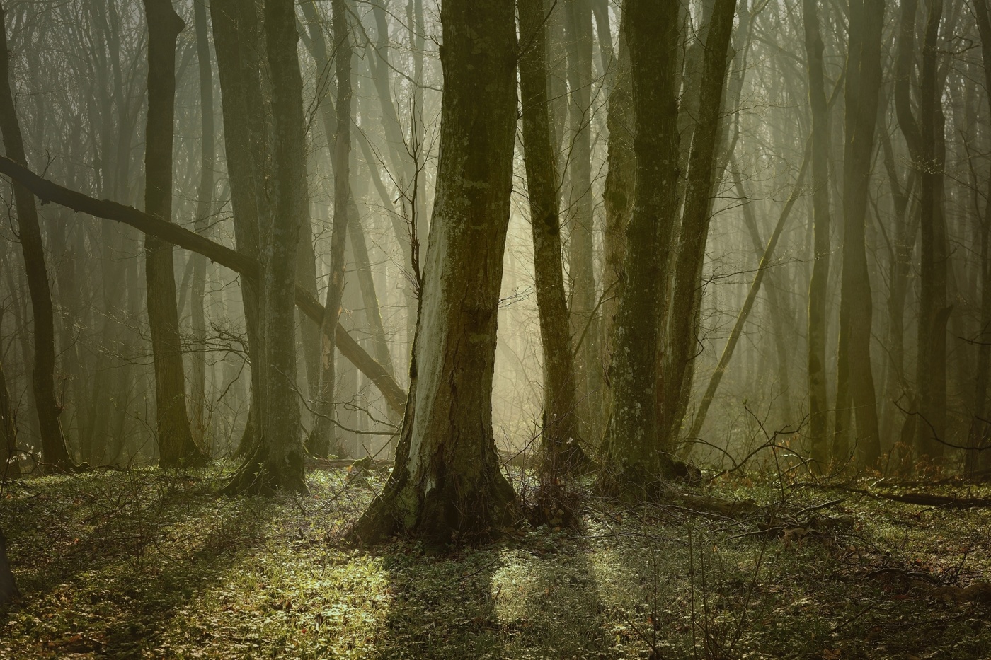 Утро в лесу